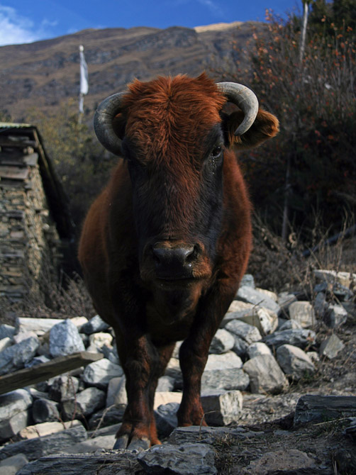 Серьезный бык, Непал