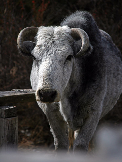 Серая корова, трек вокруг Аннапурны, Непал