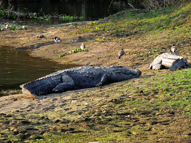 Крокодилы на берегу реки, заповедник Читван, Непал