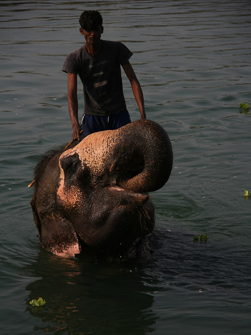 Купающийся слон, заповедник Читван, Непал