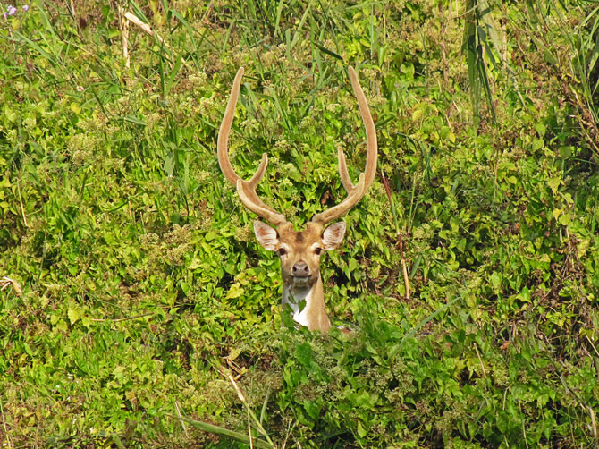 Голова пятнистого оленя в зарослях травы, заповедник Читван, Непал