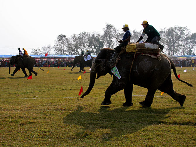 Бегущий слон, фестиваль "Слоновьи бега", Читван, Непал