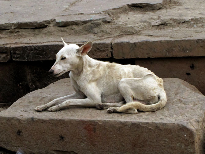 Индийская собака