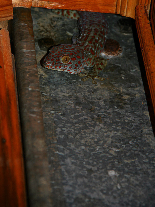 Голова геккона токи, остров Ве, Суматра, Индонезия