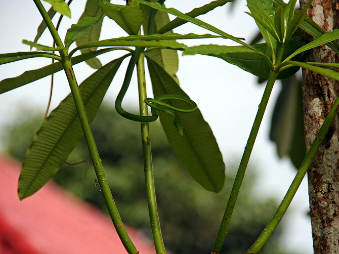 Травянисто-зеленая плетевидка, Ао Нанг, Таиланд